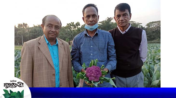 বেগুনি ফুলকপি চাষে সৈয়দুর রহমানের চমক : অন্ধকারে কৃষি বিভাগ